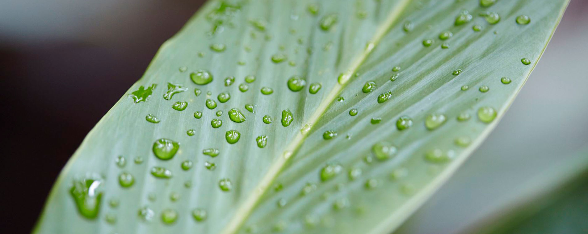 Banner-Sustentabilidade.jpg